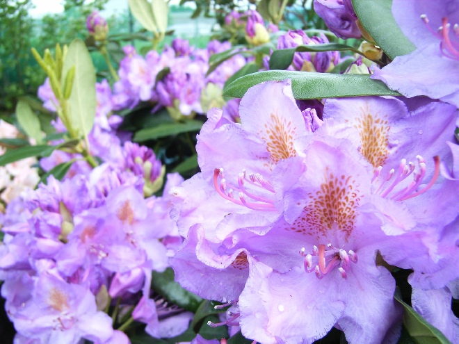 Rhododendron 'Catawbiense Grandiflorum' Rhododendron Catawbiense groep