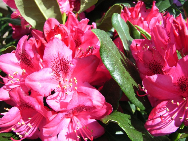 Rhododendron 'Nova Zembla' Rhododendron Catawbiense groep
