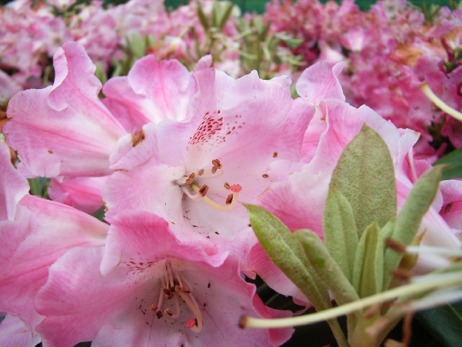 Rhododendron 'Morgenrot' Helderrode Yakushimanum Rhododendron