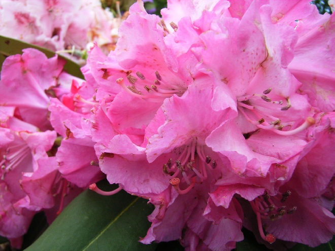 Rhododendron 'Germania' 