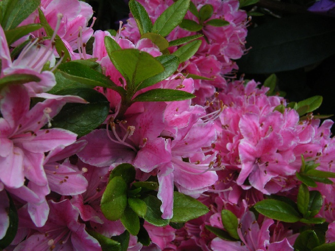 Rhododendron 'Blaauw's Pink' Japanse Azalea