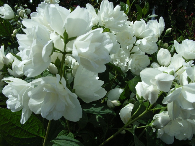 Philadelphus 'Snowbelle' boerenjasmijn