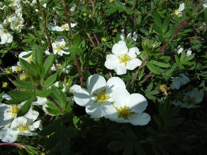 Potentilla fruticosa 'McKay's White' struikganzerik