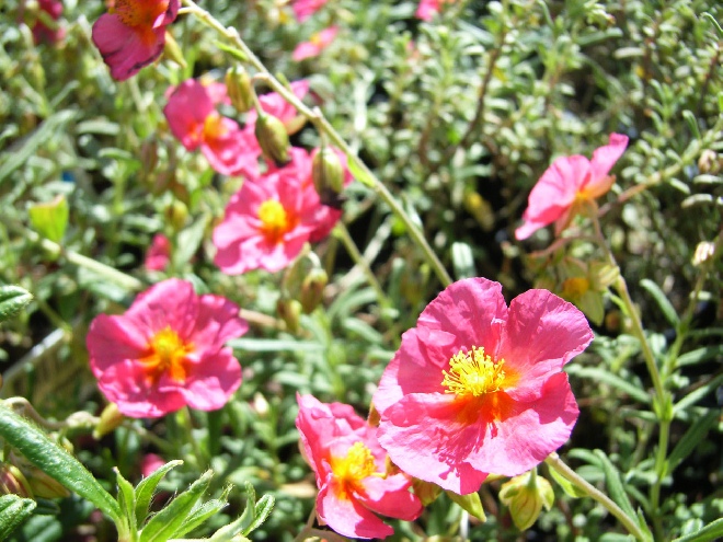 Helianthemum 'Ben Hope' Zonneroosje