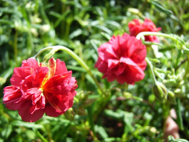Helianthemum 'Cerise Queen' Zonneroosje