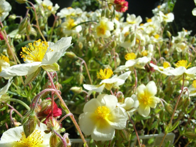 Helianthemum 'Elfenbeinglanz' Zonneroosje