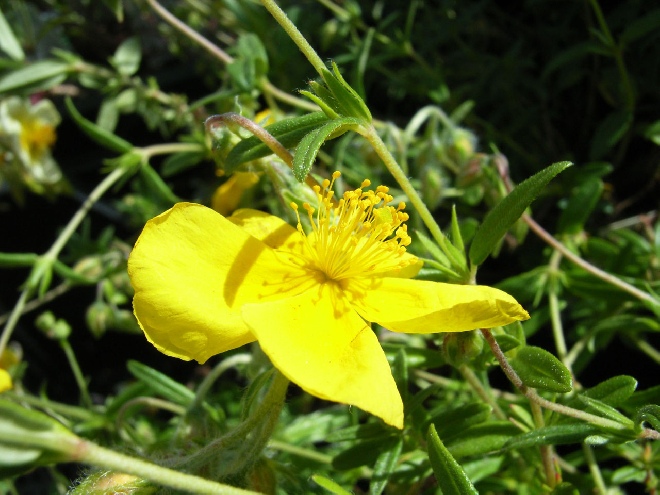 Helianthemum 'Golden Queen' Zonneroosje