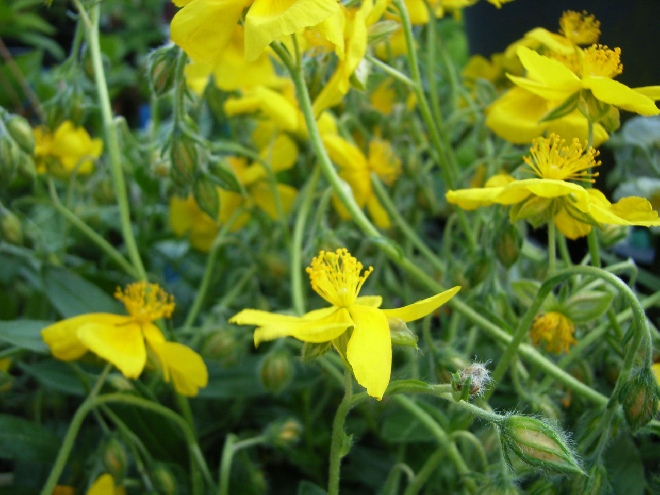 Helianthemum 'Sterntaler' Zonneroosje