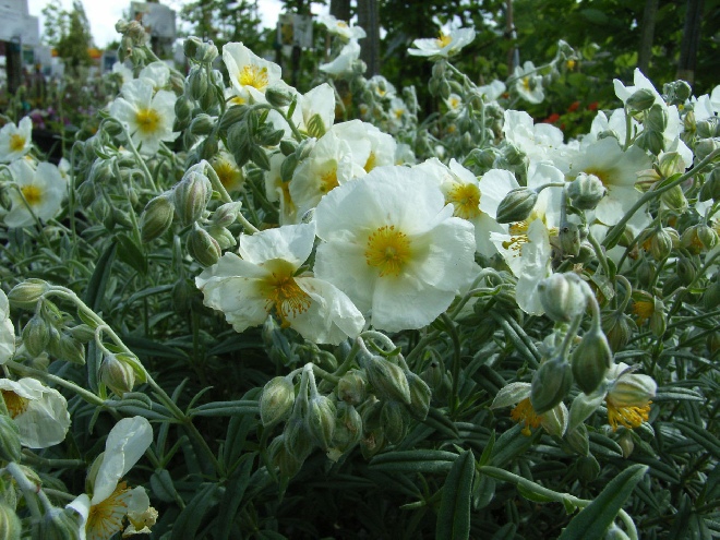 Helianthemum 'The Bride' Zonneroosje