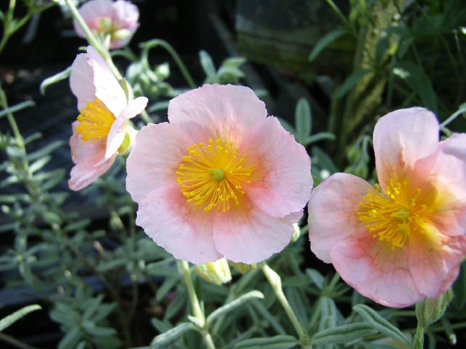Helianthemum 'Rhodanthe Carneum' (syn. 'Wisley Pink') Zonneroosje