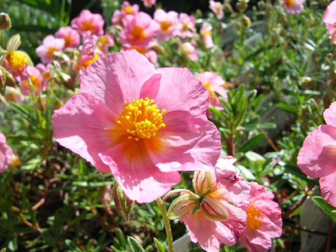 Helianthemum 'Lawrenson's Pink' Zonneroosje