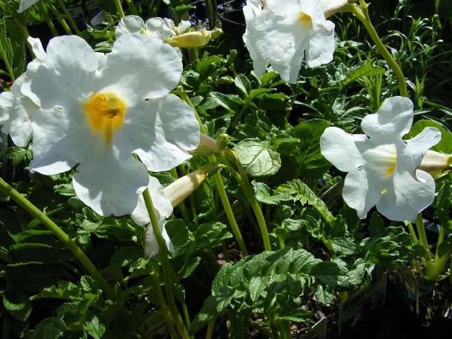 Incarvillea delavayi 'Snowtop' Tuingloxinia