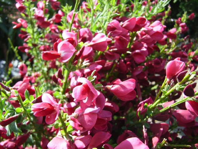 Cytisus 'Windlesham Ruby' (Scoparius-hybride) Brem