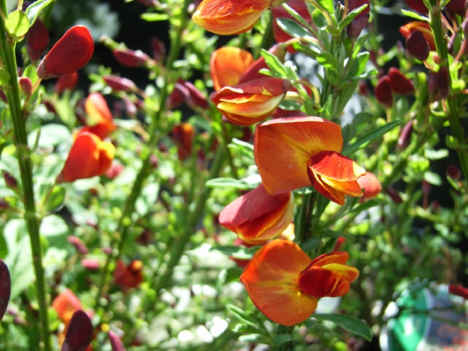 Cytisus 'Lena' (Scoparius-hybride) Brem
