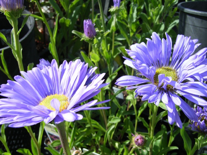 Aster alpinus Alpenaster