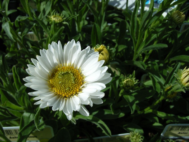 Aster alpinus 'Albus' Alpenaster