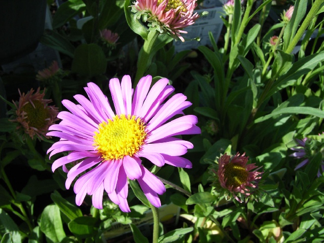 Aster alpinus 'Happy End' Alpenaster
