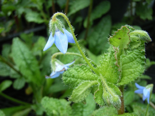 Borago pygmaea Bernagie, Komkommerkruid