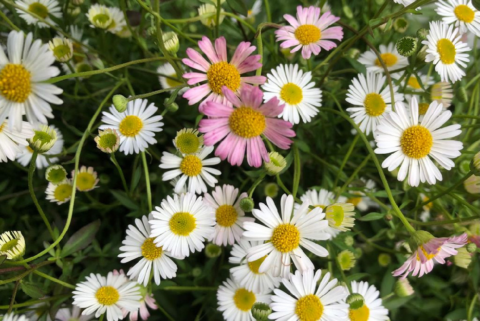 Erigeron karvinskianus Mexicaanse Madelief, Muurfijnstraal