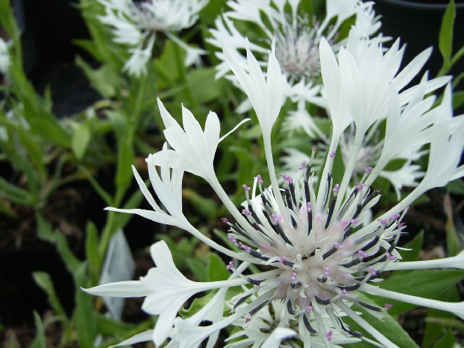 Centaurea montana 'Alba' Bergkorenbloem