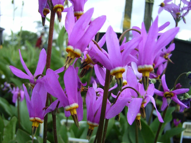 Dodecatheon meadia twaalfgodenkruid