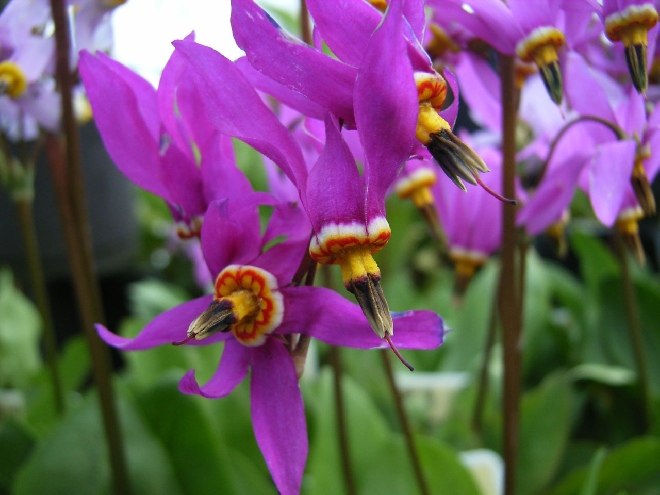 Dodecatheon pulchellum 'Red Wings' Twaalfgodenkruid