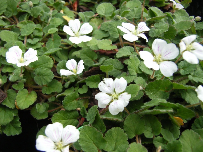 Erodium reichardii 'Album' Reigersbek