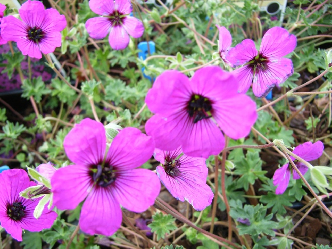 Geranium cinereum var. subcaulescens Ooievaarsbek