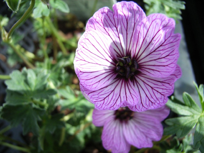 Geranium cinereum 'Ballerina' Ooievaarsbek