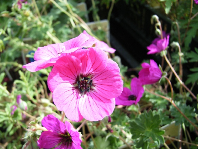 Geranium cinereum 'Splendens' Ooievaarsbek