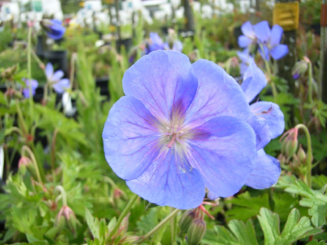 Geranium himalayense Ooievaarsbek