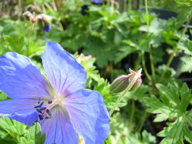 Geranium himalayense 'Gravetye' (syn. G. grandiflorum var. alpinum) Ooievaarsbek