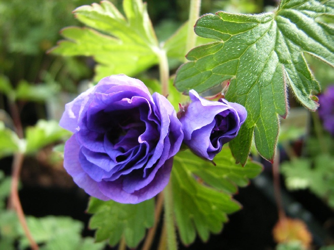 Geranium himalayense 'Plenum' Ooievaarsbek
