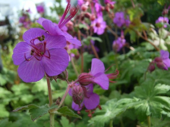 Geranium macrorrhizum Ooievaarsbek