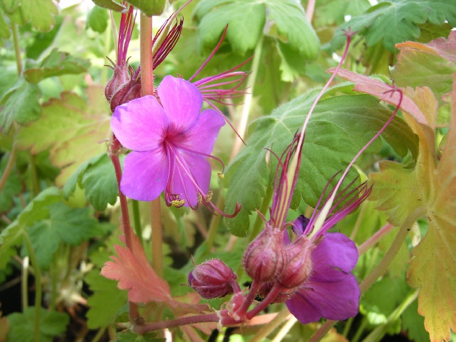 Geranium macrorrhizum 'Czakor' Ooievaarsbek