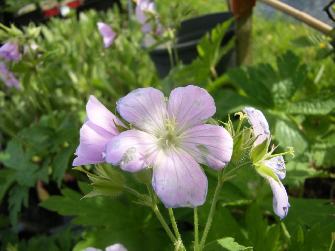 Geranium maculatum 'Chatto' Ooievaarsbek