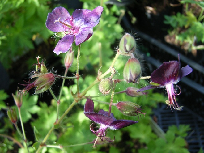 Geranium phaeum Donkere Ooievaarsbek
