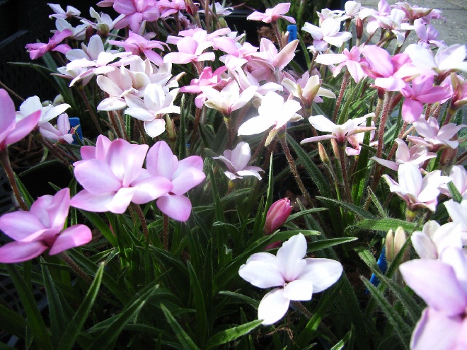 Rhodohypoxis baurii 