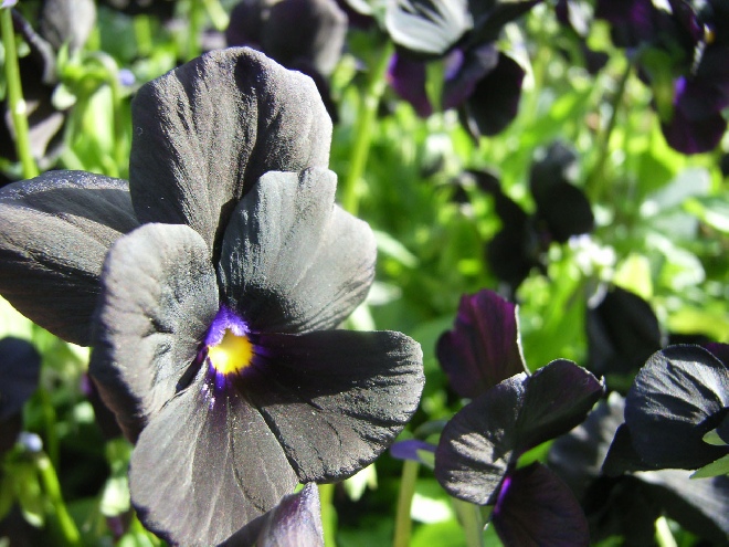 Viola 'Molly Sanderson'  Hoornviooltje
