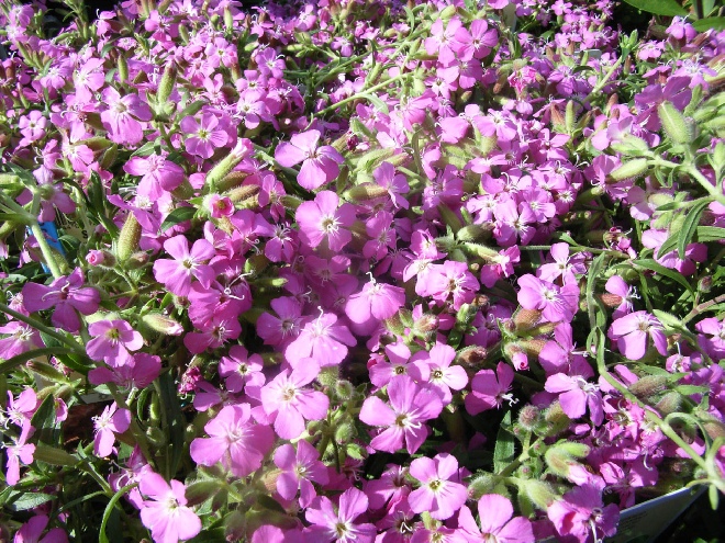 Saponaria 'Bressingham' Zeepkruid