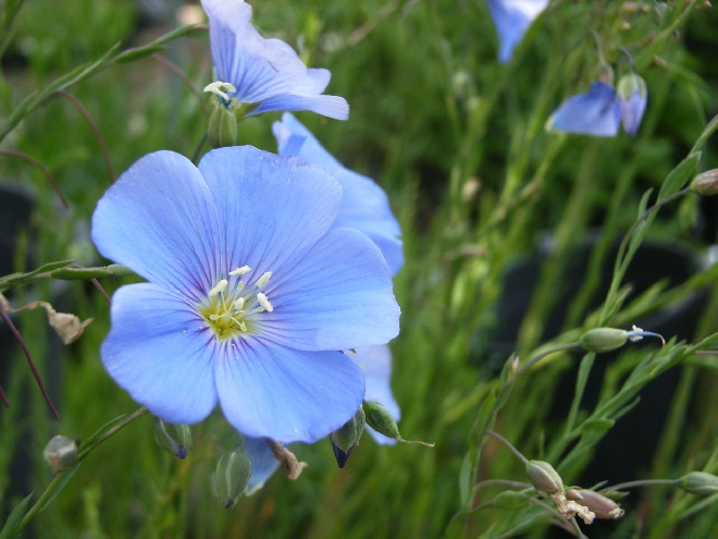 Linum perenne Vlas