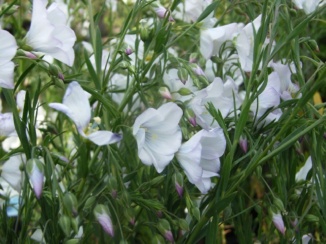 Linum perenne 'Album' Vlas