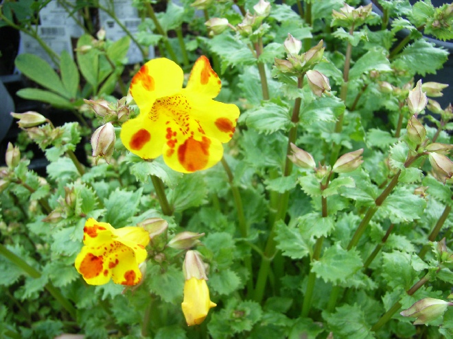 Mimulus 'Bees' Major' Maskerbloem