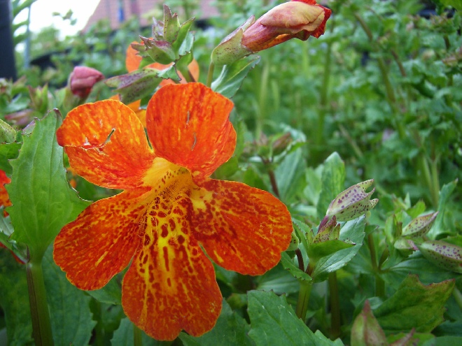 Mimulus 'Orange Glow' Maskerbloem