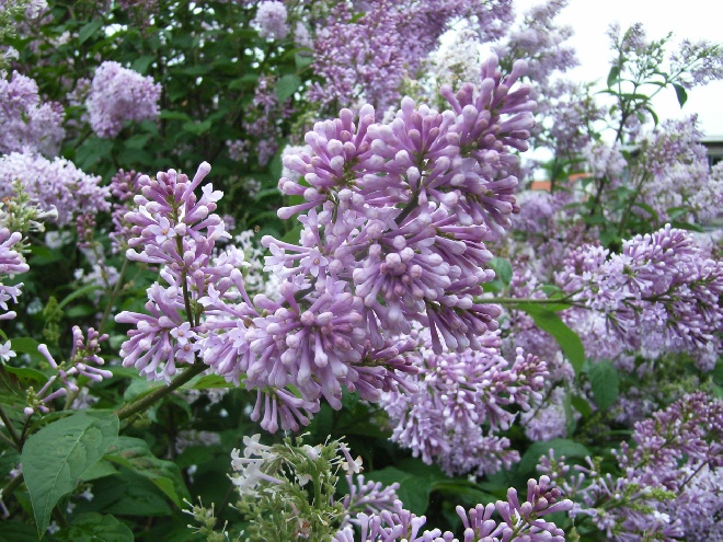 Syringa josikaea Sering