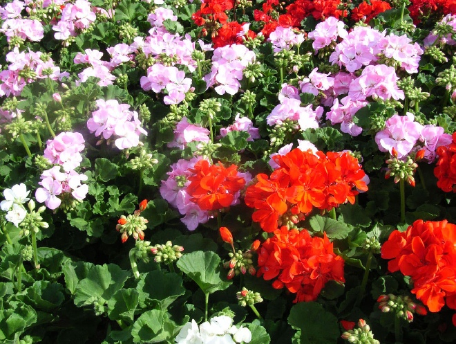 Pelargonium Zonale Mix Staande Geranium