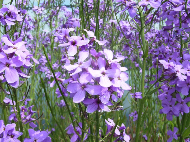 Hesperis matronalis Damastbloem