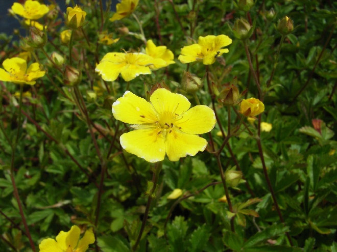 Potentilla aurea Ganzerik, Vijfvingerkruid
