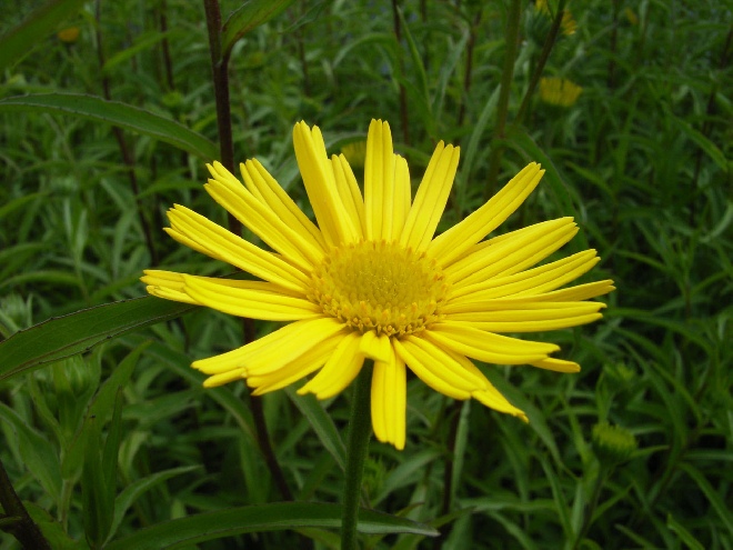 Buphthalmum salicifolium Koeienoog