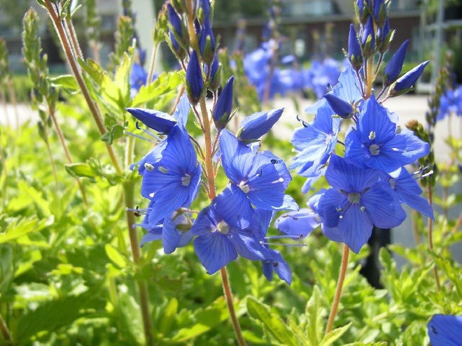 Veronica austriaca 'Knallblau' Ereprijs